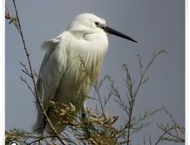 Aigrette garzette - Egretta garzetta - Little Egret
