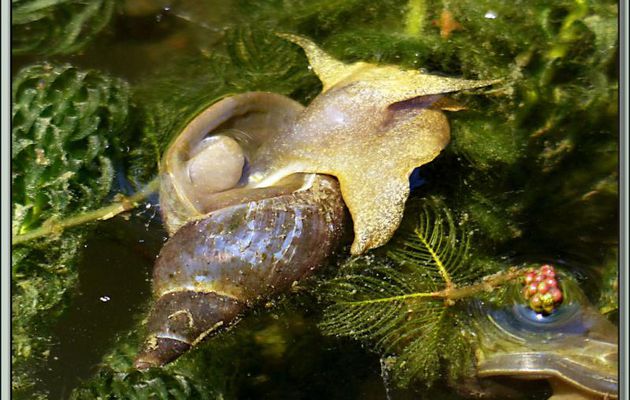 Grande limnée (Lymnaea stagnalis) - Lartigau - Milhas - 31