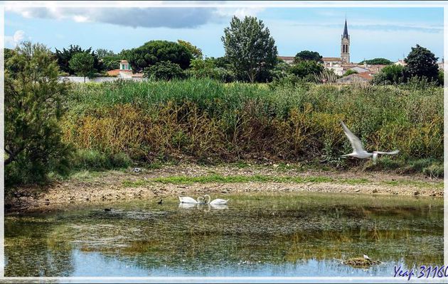 Eglise de La Couarde-sur-Mer vue du "lac aux Sternes" - Ile de Ré - 17