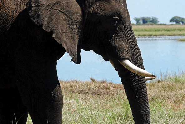 Animation GIF : Le repas de l'éléphant - Safari nautique - Parc National de Chobe - Botswana