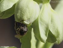 Abeille mellifère ♀