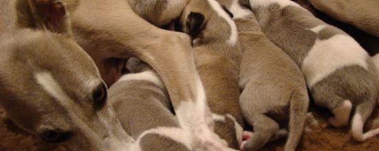 Les bébés de 9 jours