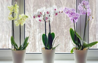 L'orchidée