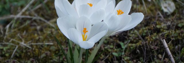 Le blanc au jardin