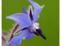 Bourrache officinale