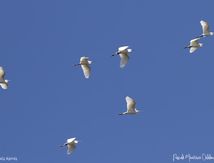 Aigrette garzette