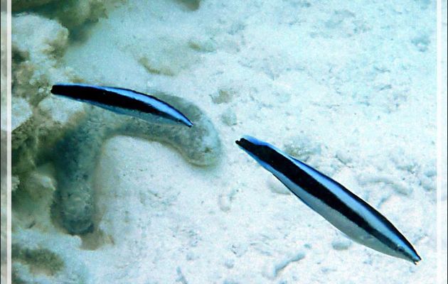 Labre nettoyeur commun  ou Labre barbier commun, Common cleanerfish or Bluestreak cleanerwrasse (Labroides dimidiatus) - Lagon bleu - Atoll de Fakarava - Tuamotu - Polynésie française