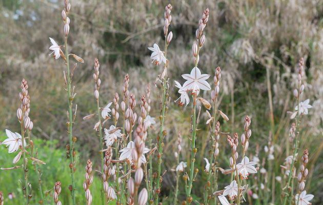 Saint Jacques de Compostelle 01/04/2025 : de Merida à Aljucén, 16 km - 1