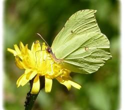 Gonepteryx rhamni, le citron