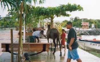 Des problèmes d'insécurité à régler en Martinique