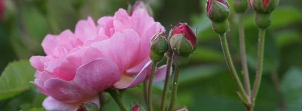 Pour les mamans