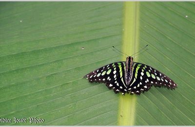Voilier Vert (2) - Graphium agamemnon