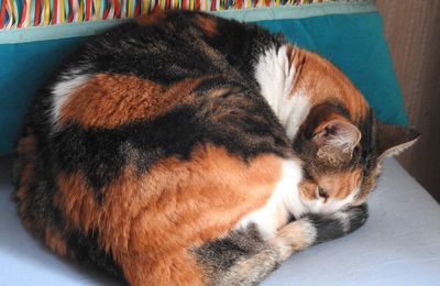 Cherchez mes chers chats...