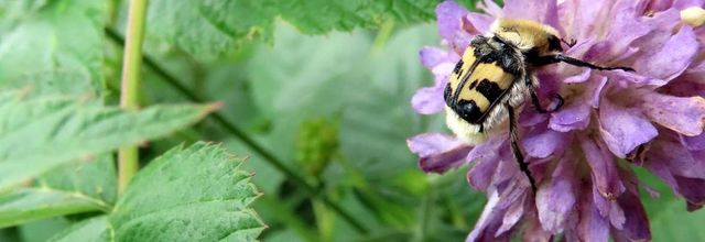 des bébètes et  +++ ...