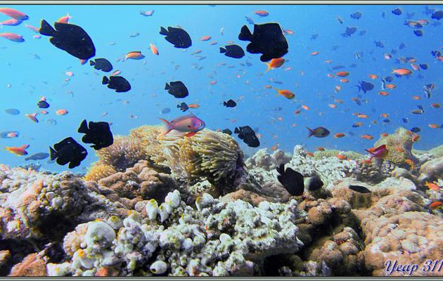 Dernières images lors du pallier de décompression, 3 minutes à 5 mètres - Dega Thila - Atoll d'Ari - Maldives