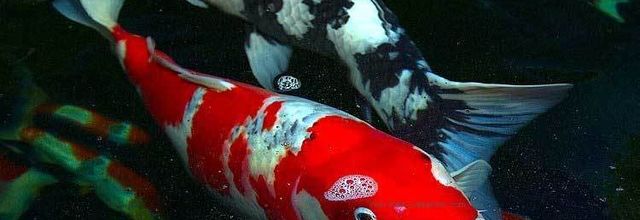 Tips Membeli Ikan Koi
