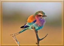 le p'tit oiseau de toutes les couleurs 