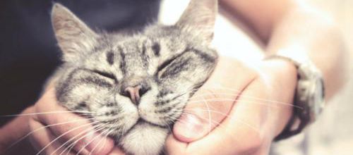 Pourquoi le chat se dirige vers la personne qui ne l'aime pas