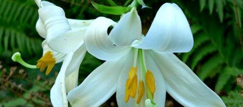 Un bouquet pour l'été...
