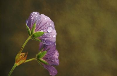Deux Fleurs