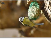 Mésange bleue - Cyanistes caeruleus - Eurasian Blue Tit