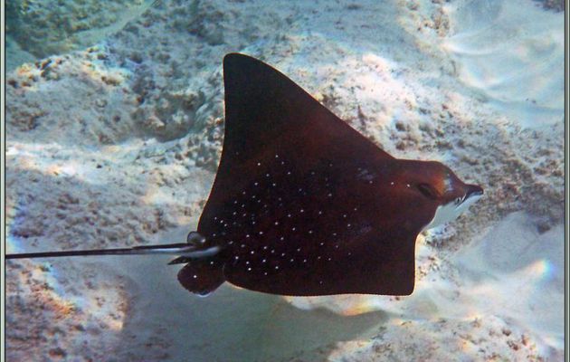 Raie aigle ou léopard (Aetobatus narinari) - Anse Takamaka - Mahé - Seychelles