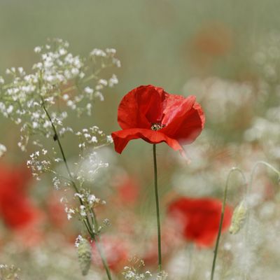 Soirée spectacle du 27 mai 2025