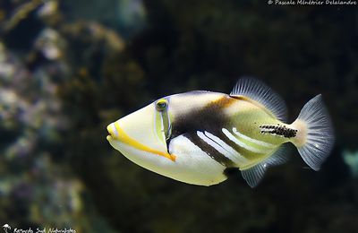 Mare Nostrum et quelques uns de ses poissons