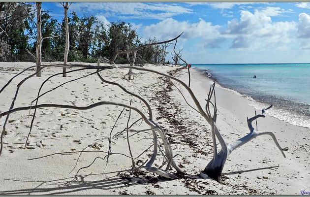 Ayant évité de rôtir, allongés sur la plage, nous avons préféré nous dégourdir les jambes jusqu'au retour vers le bateau - Ile Menai - Atoll Cosmoledo - Groupe Aldabra - Seychelles