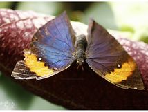 Papillon feuille -  Kallima inachus formosana - Nymphalidae