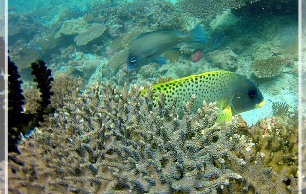 Gaterin tacheté, Diagramme moucheté, Blackspotted sweetlips (Plectorhinchus gaterinus) - Nosy Mitsio - Madagascar