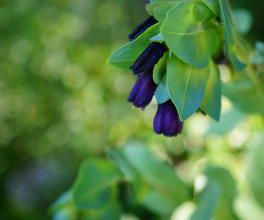 Cerinthe Major