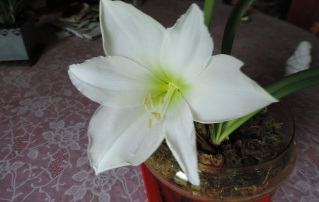 mon Amaryllis blanc