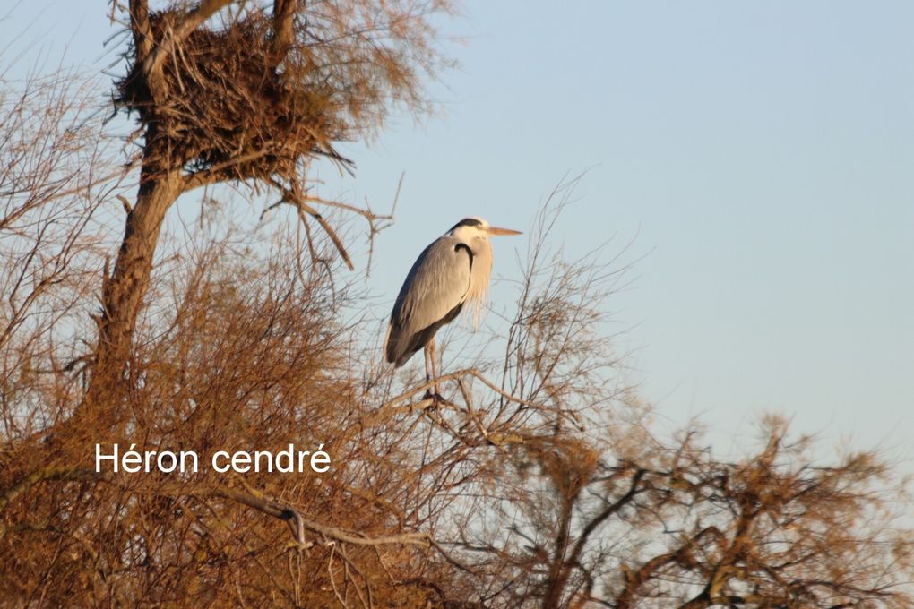 cherchez l'intrus :-)