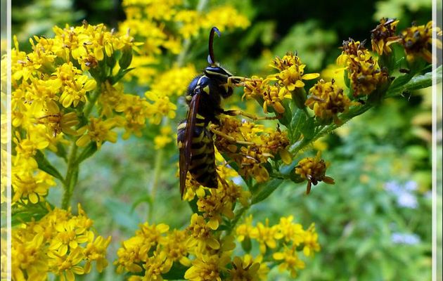Guêpe sur Solidage ou Verge d'or - Petit Lac Preston - Duhamel - Outaouais - Québec - Canada