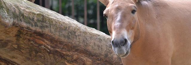 La Ménagerie du Jardin des Plantes : Le cheval de Przewalski