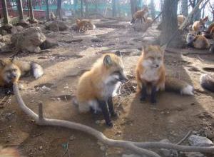 Le paradis des renards argentés au Japon