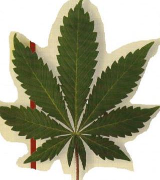 Le cannabis