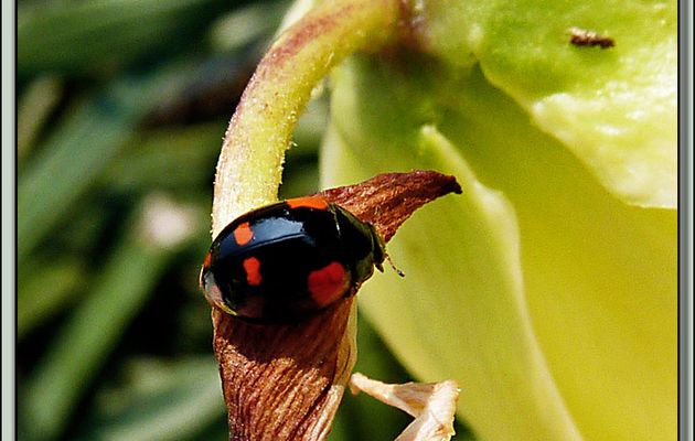 Coccinelle à 2 points forme noire (Adalia bipunctata) - La Couarde-sur-Mer - Ile de Ré - 17