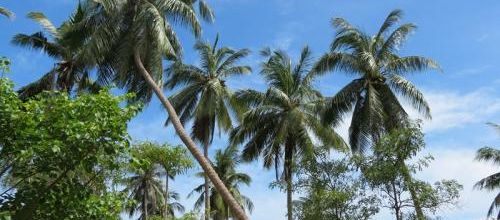 22 Juillet 2013 - Ko Phangan - Côte Est en scooter