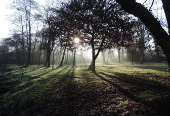 un sous bois en Fevrier 