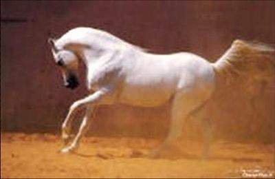 Photos Couleur le blanc