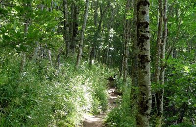 Circuit du Hohneck (4/5) : montée au Hohneck