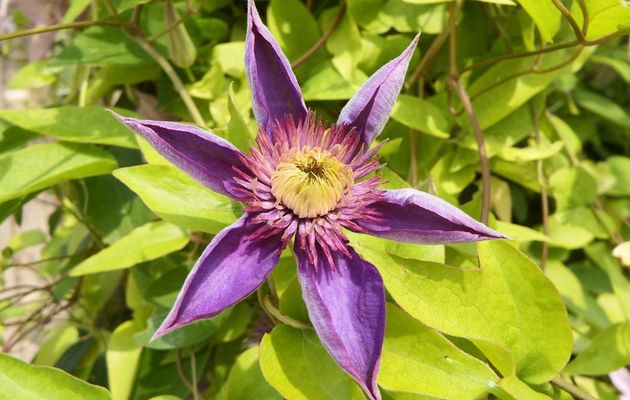 des fleurs pour vous en macro !