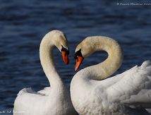Coups de coeur de Cygnes tuberculés