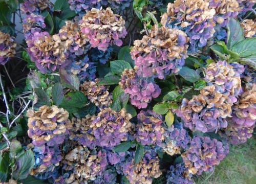 Couleurs d'automne des hortensias et le séchage