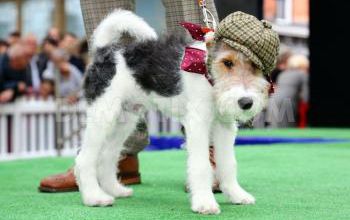 mode fashion dog london
