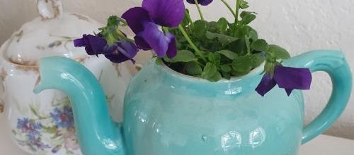 Violettes en théières
