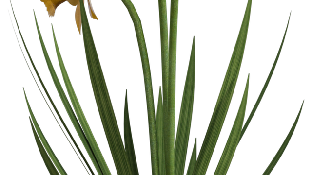 Image de fleurs "Narcisses" (render-tube)