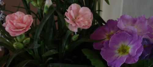 composition tendre